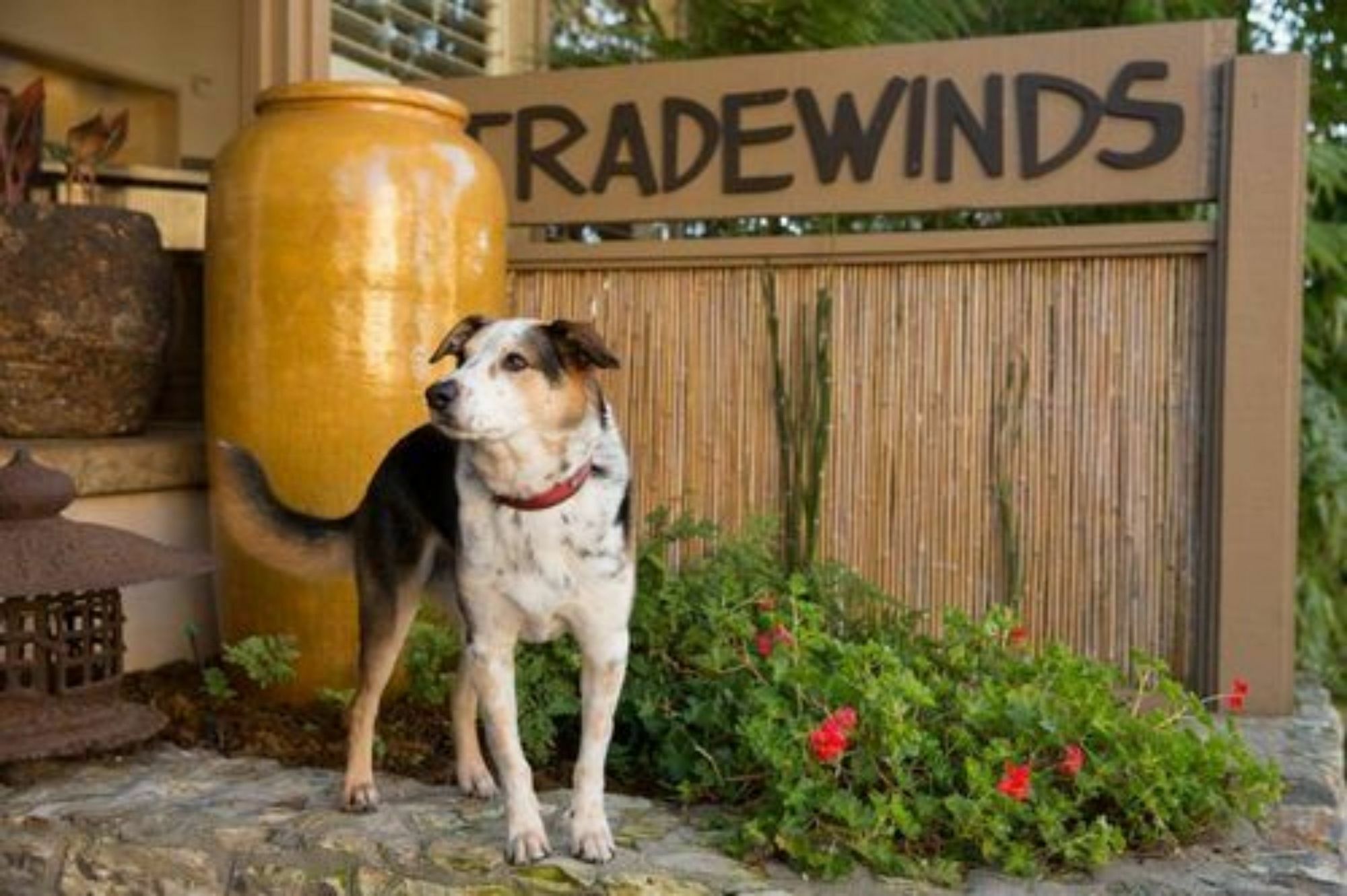 Tradewinds 4* Carmel-by-the-Sea